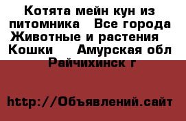 Котята мейн-кун из питомника - Все города Животные и растения » Кошки   . Амурская обл.,Райчихинск г.